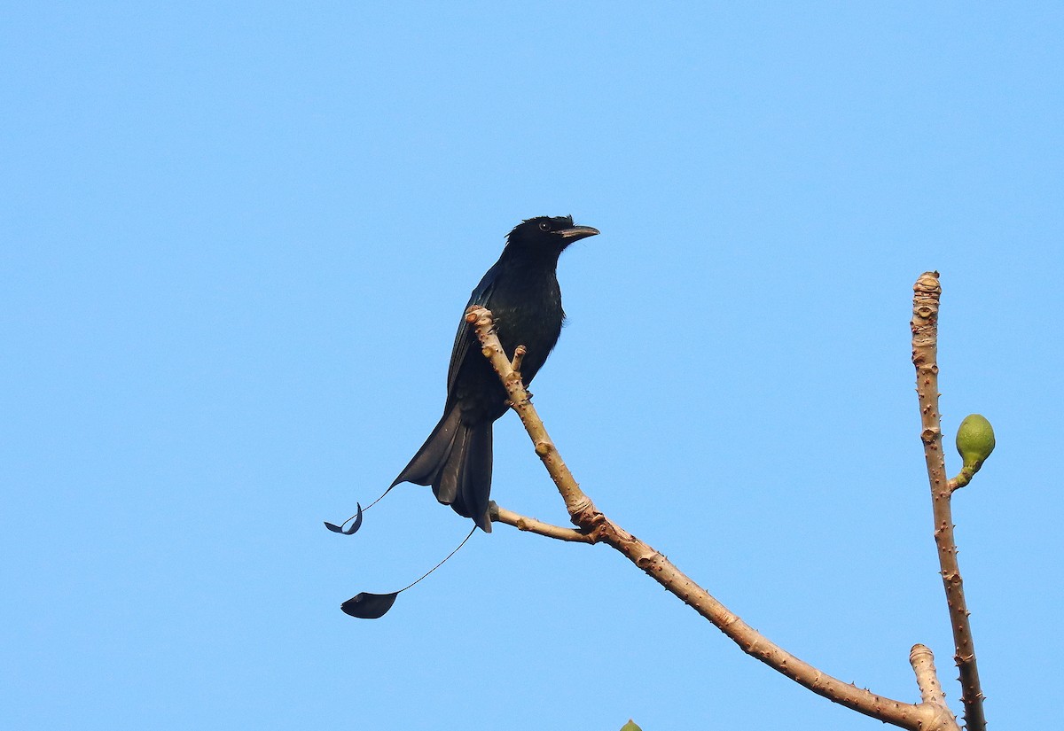 Greater Racket-tailed Drongo - Wayne Paes