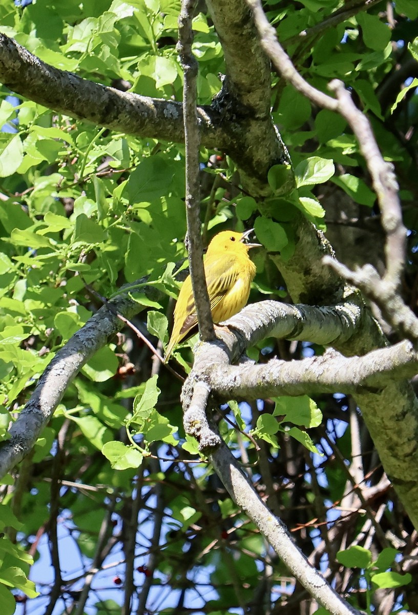 Yellow Warbler - Ronald Duemler