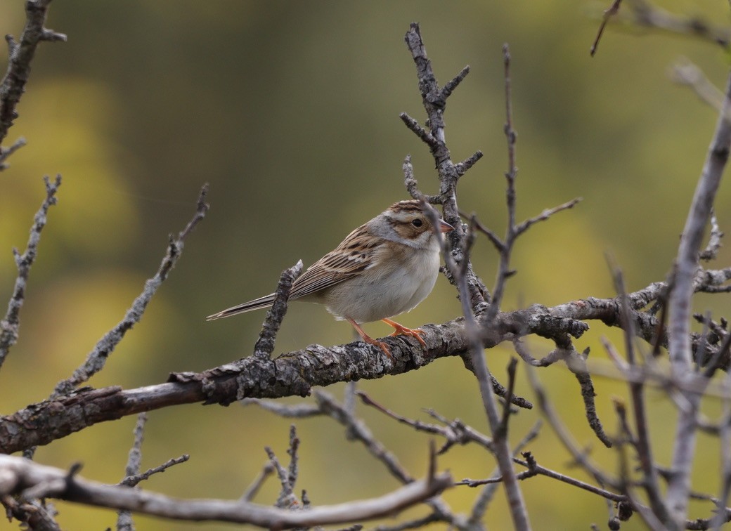 Clay-colored Sparrow - ML618919014