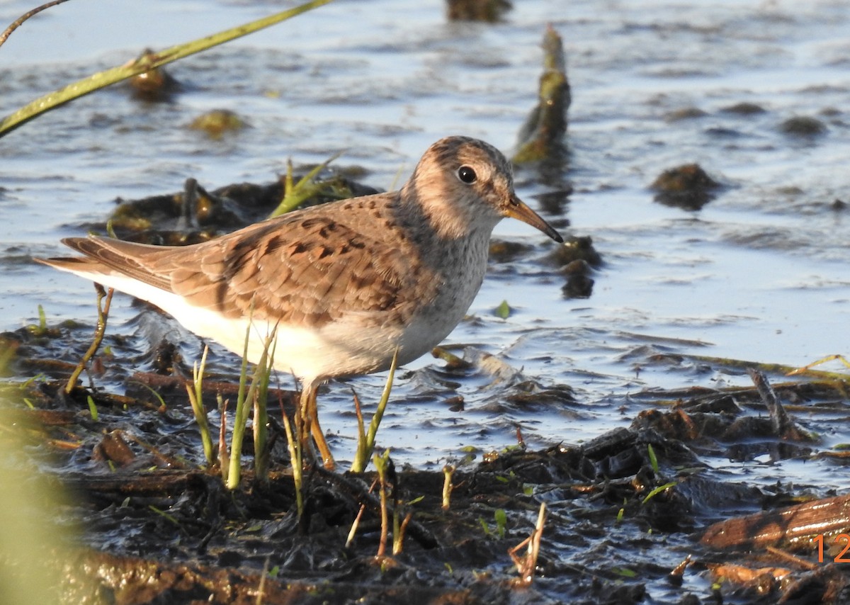 Temminck's Stint - ML618919026