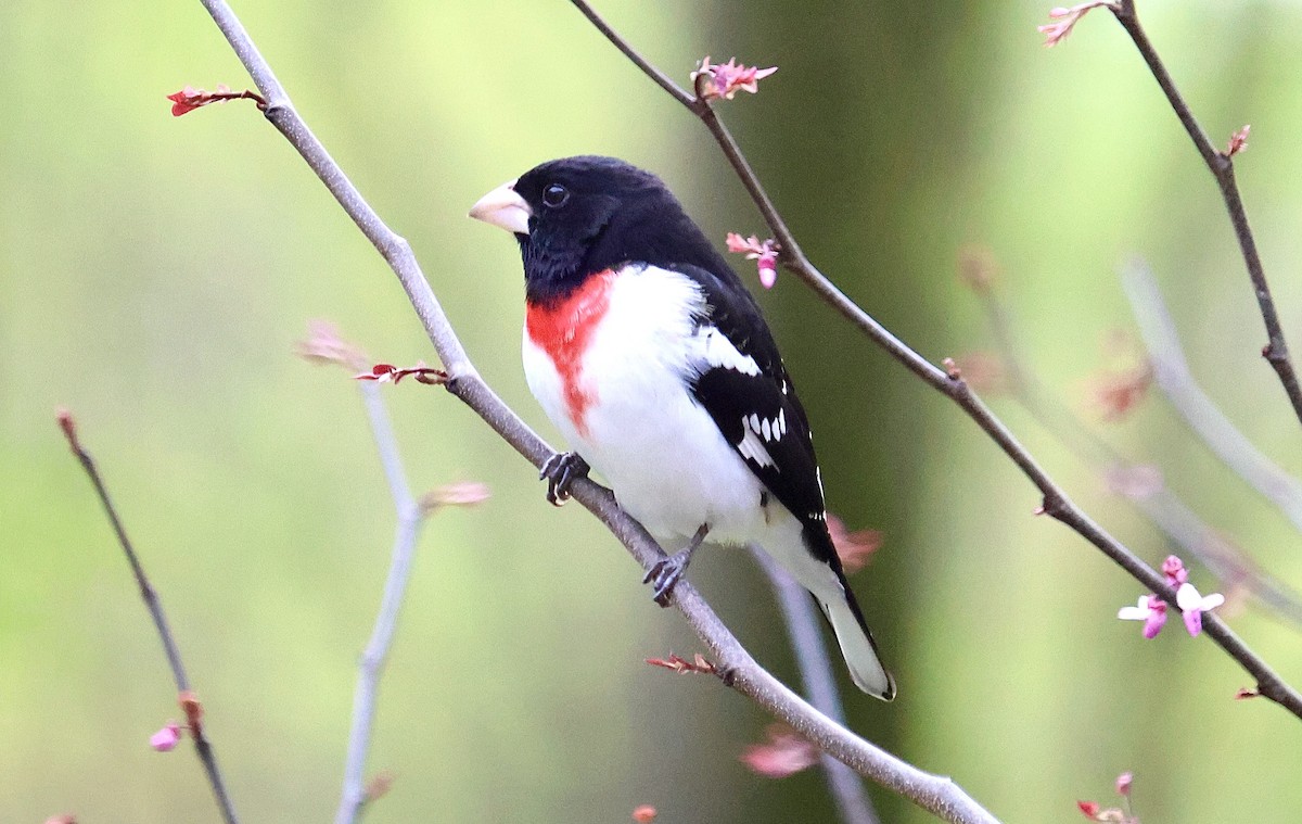 Rose-breasted Grosbeak - Ronald Duemler