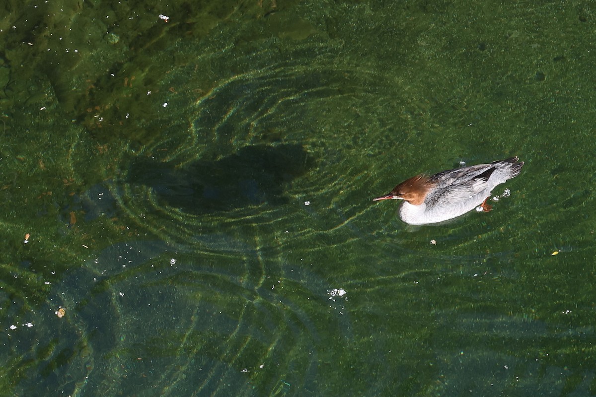 Common Merganser - David Yeamans