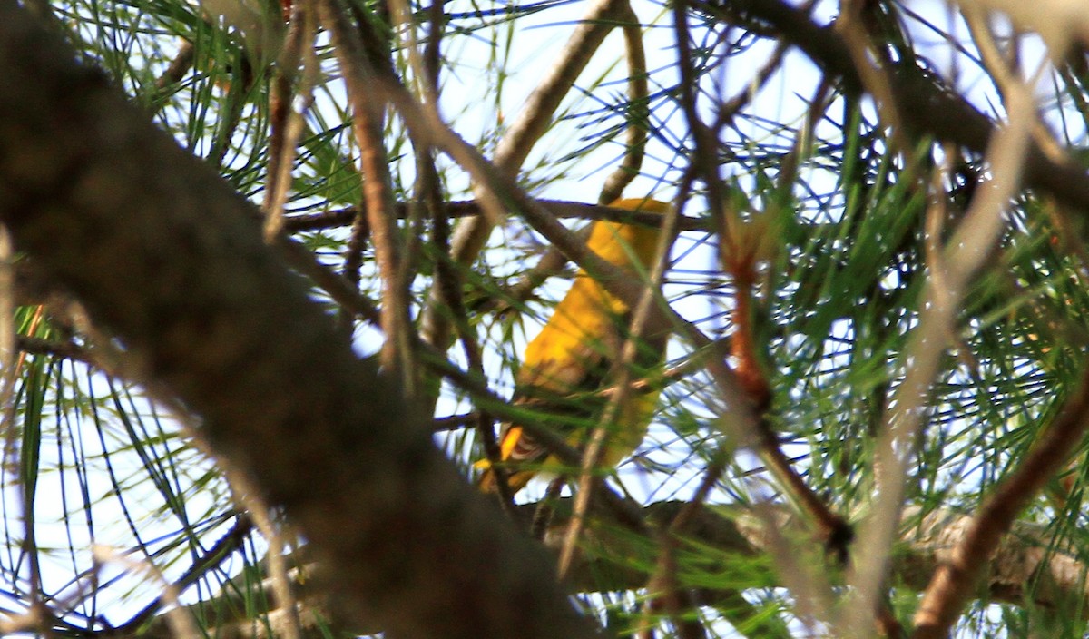 Eurasian Golden Oriole - ML618919045