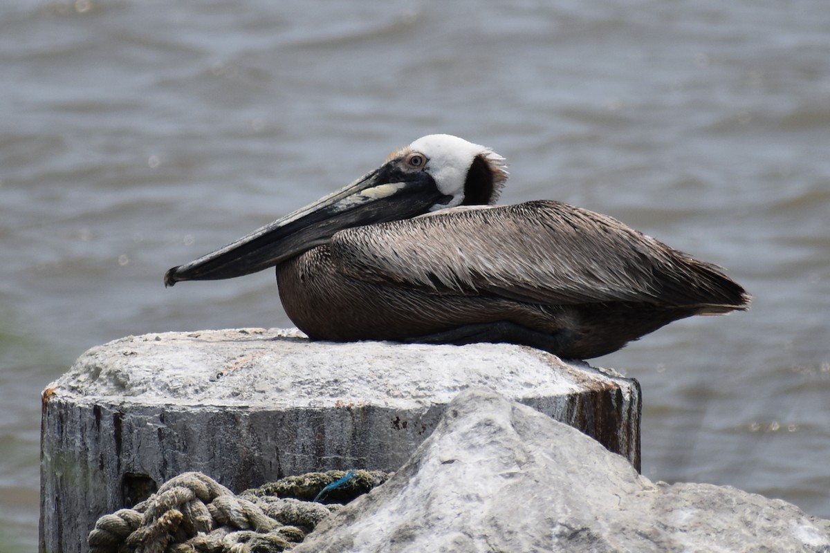 Brown Pelican - ML618919063