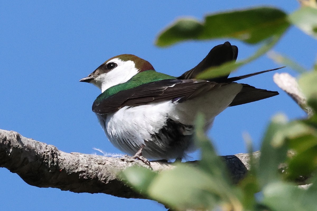 Violet-green Swallow - David Yeamans