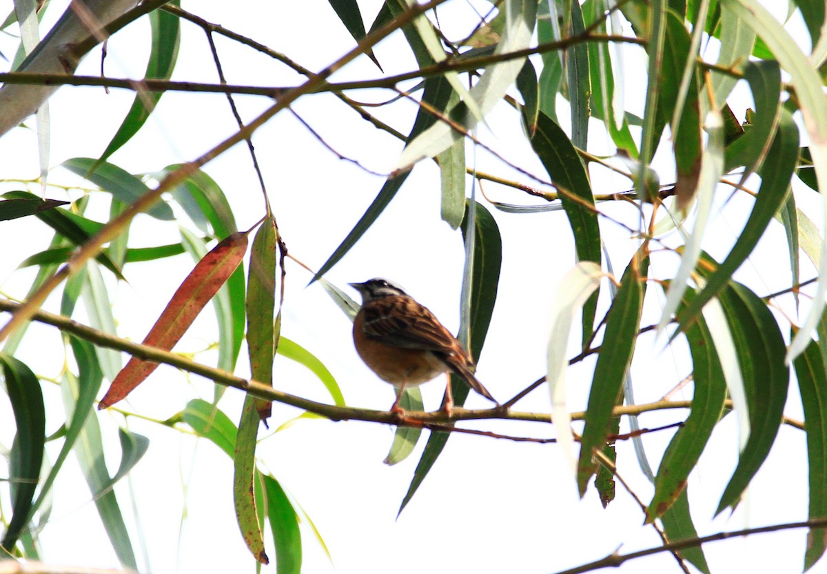 Rock Bunting - ML618919069