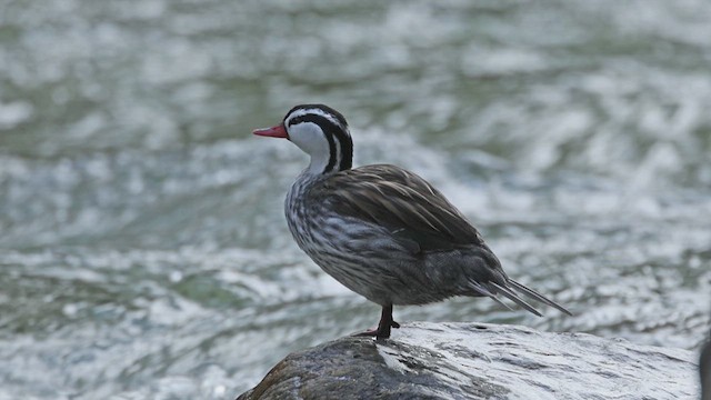 Torrent Duck - ML618919075