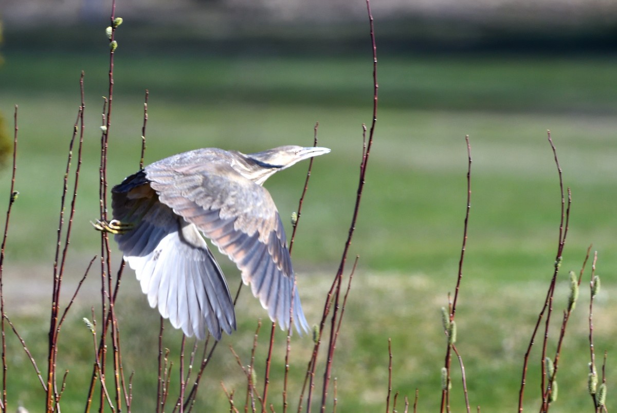 American Bittern - Sylvain Dallaire