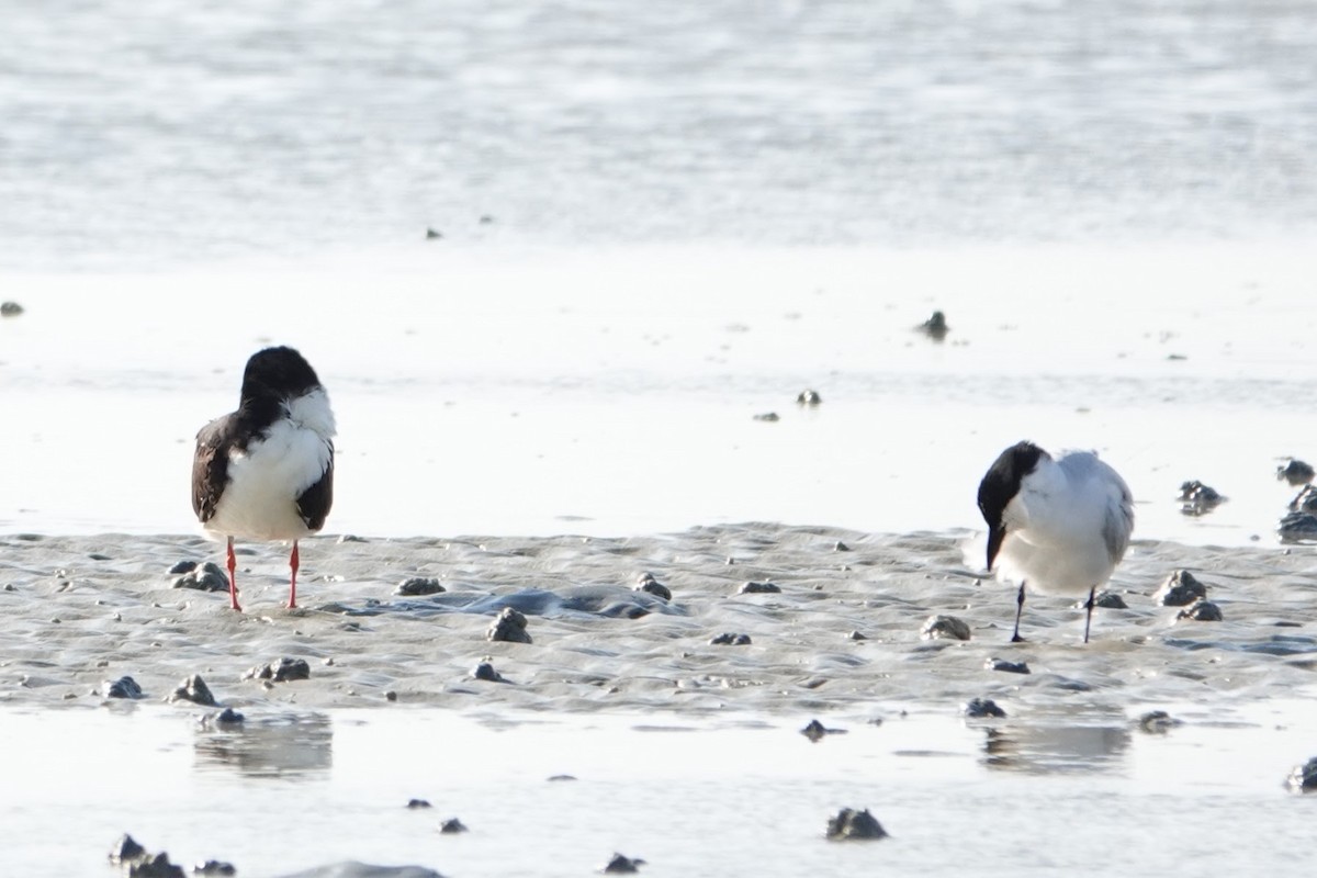 Gull-billed Tern - ML618919085