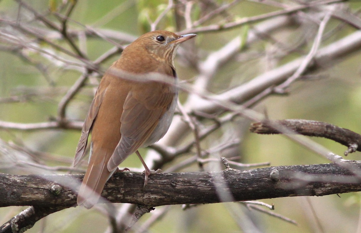 Veery - Harold Forsyth