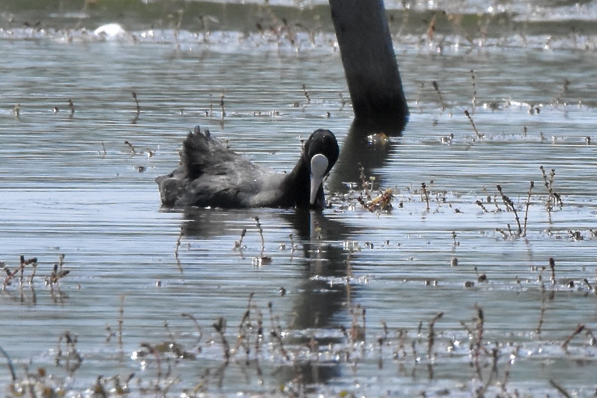 Eurasian Coot - ML618919089