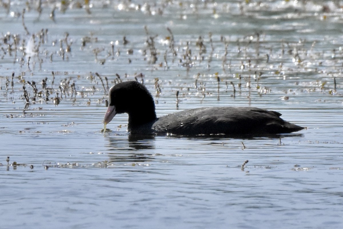 Eurasian Coot - ML618919090