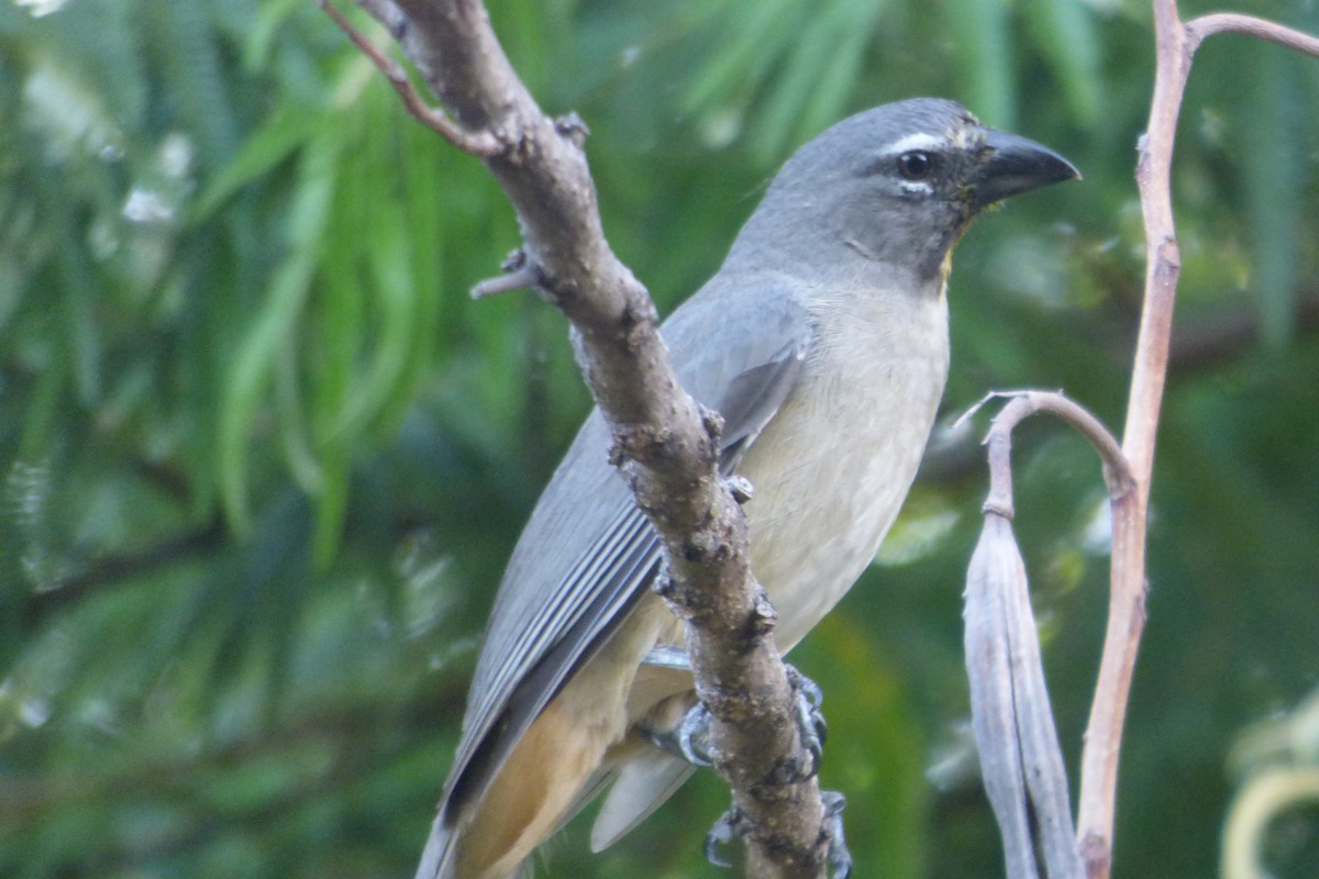 Buff-throated Saltator - Yasmin Martinez (Birding Piedemonte) Casanare