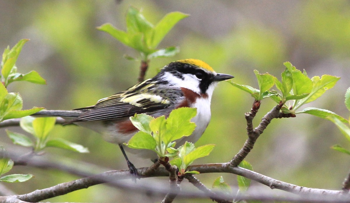 Chestnut-sided Warbler - Harold Forsyth