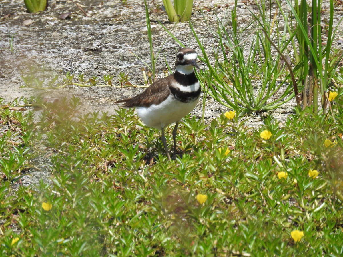 Killdeer - ML618919106