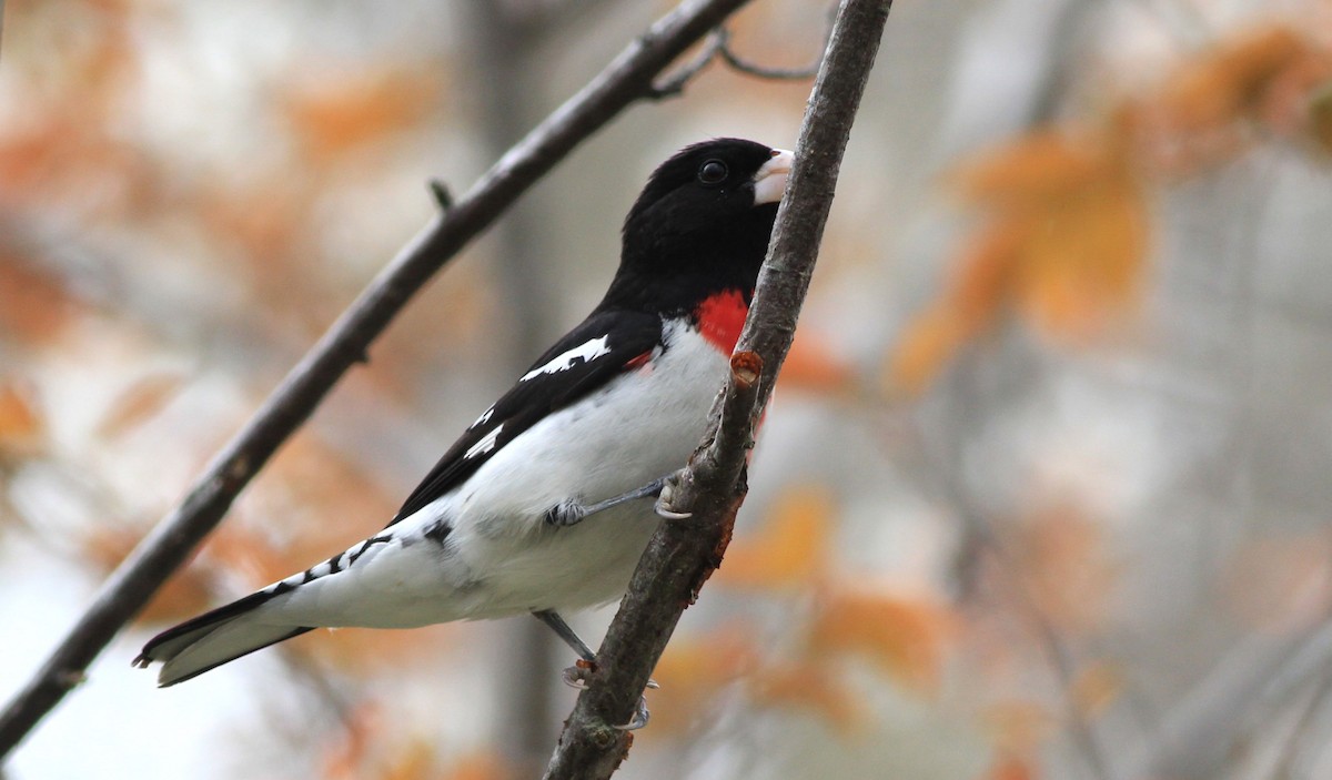 Rose-breasted Grosbeak - Harold Forsyth