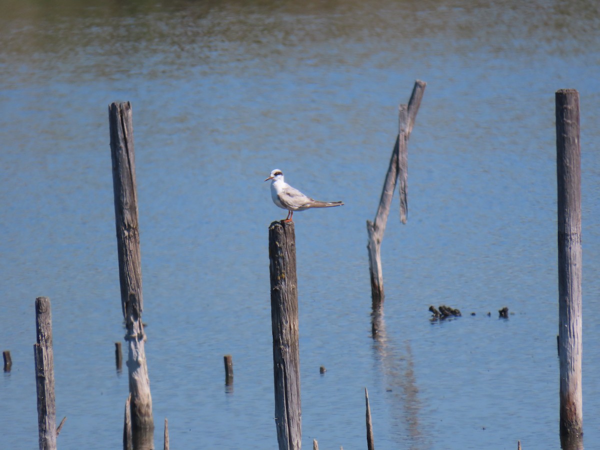 Forster's Tern - Erica Rutherford/ John Colbert