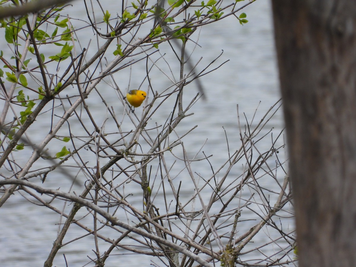 Prothonotary Warbler - Mary Trombley