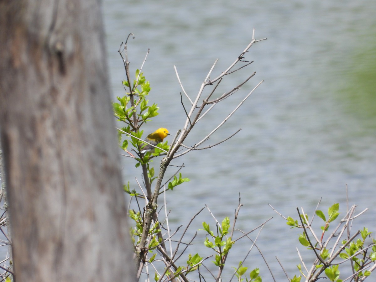 Prothonotary Warbler - Mary Trombley