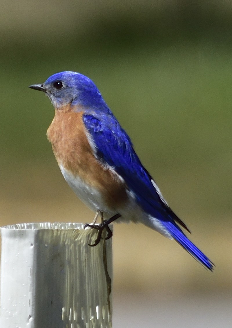 Eastern Bluebird - ML618919125