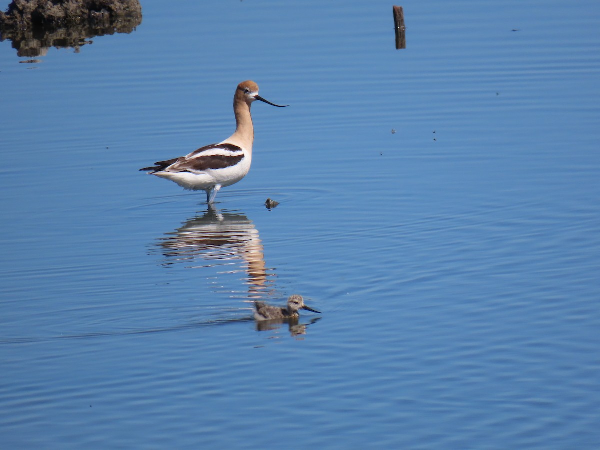 American Avocet - Erica Rutherford/ John Colbert