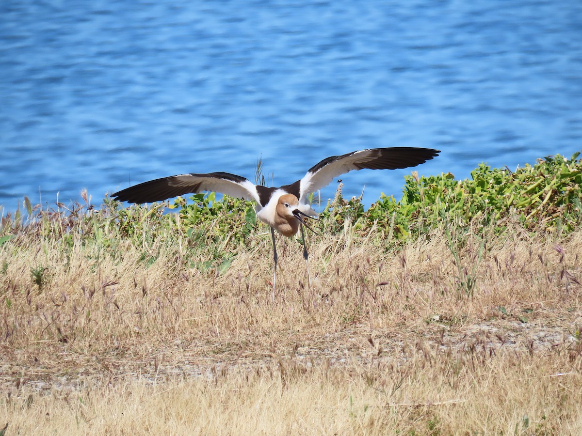 American Avocet - ML618919152