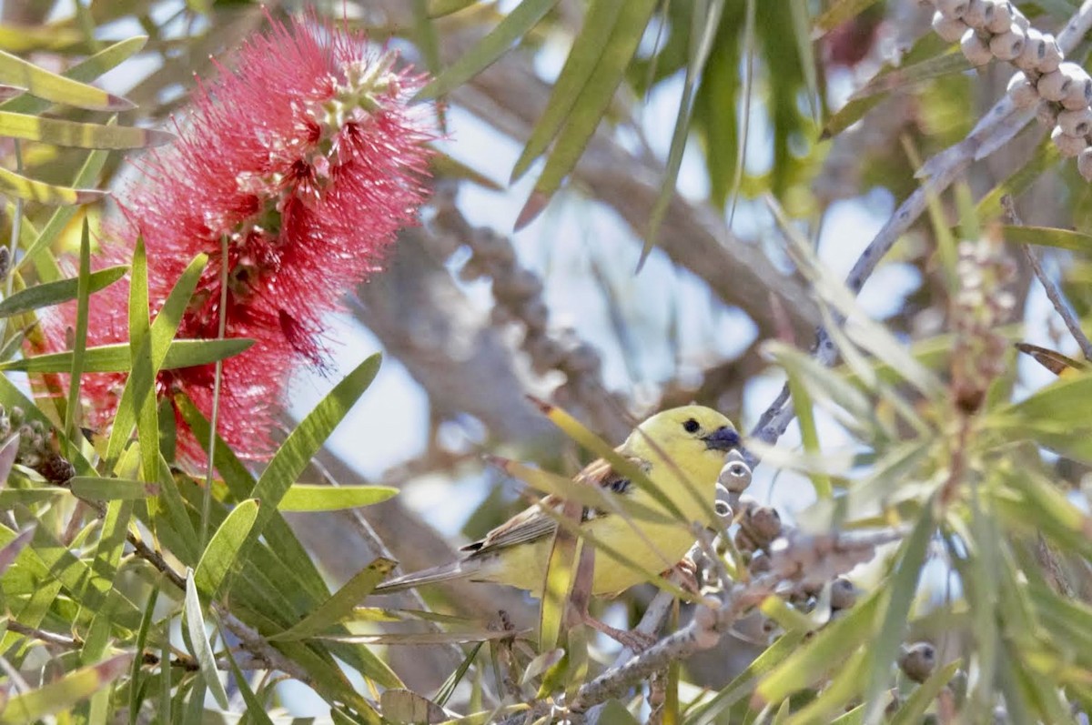 Sudan Golden Sparrow - Miguel Hernández Santana