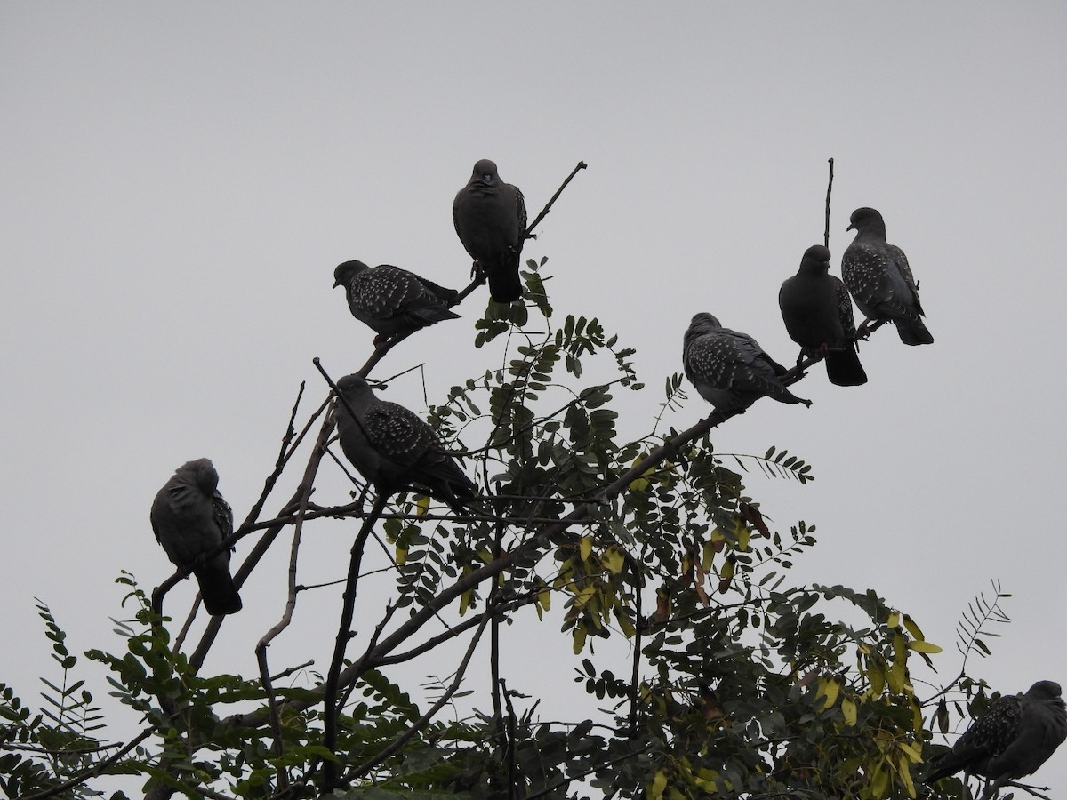 Spot-winged Pigeon - Carlos Galvan