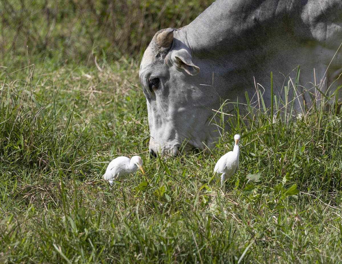 Western Cattle Egret - Clarisse Odebrecht