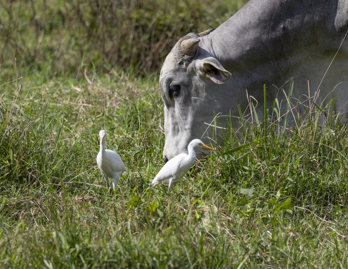 Western Cattle Egret - Clarisse Odebrecht
