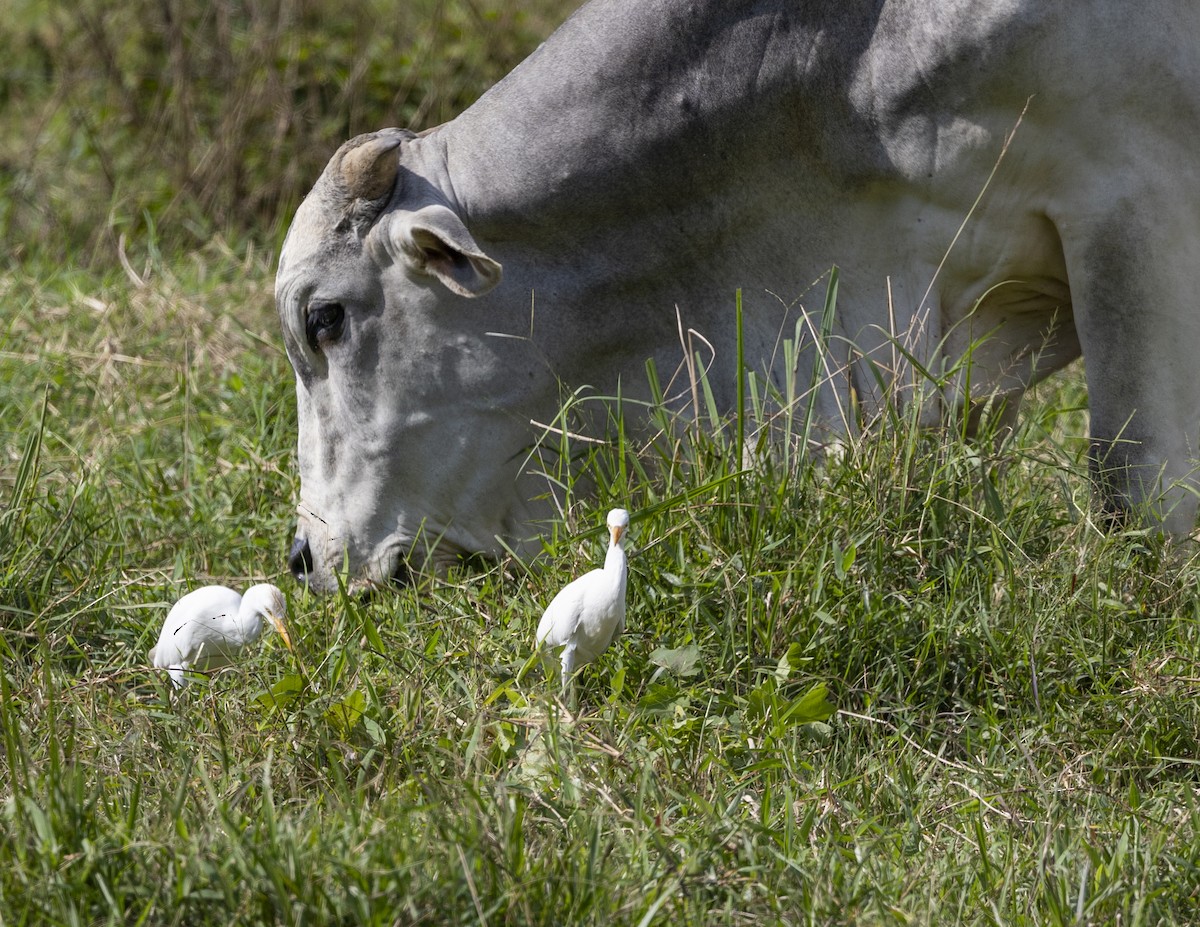 Western Cattle Egret - Clarisse Odebrecht