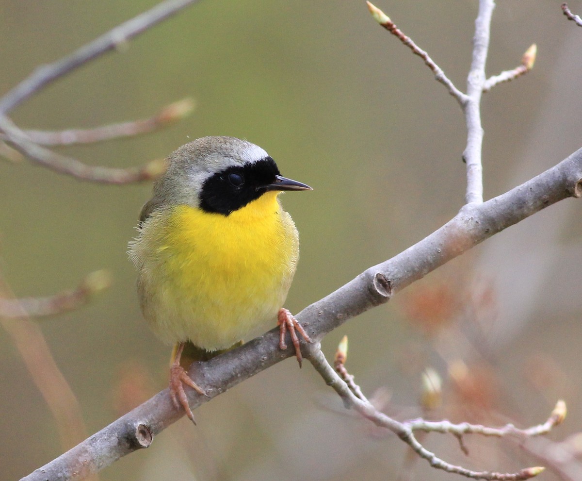 Common Yellowthroat - Harold Forsyth