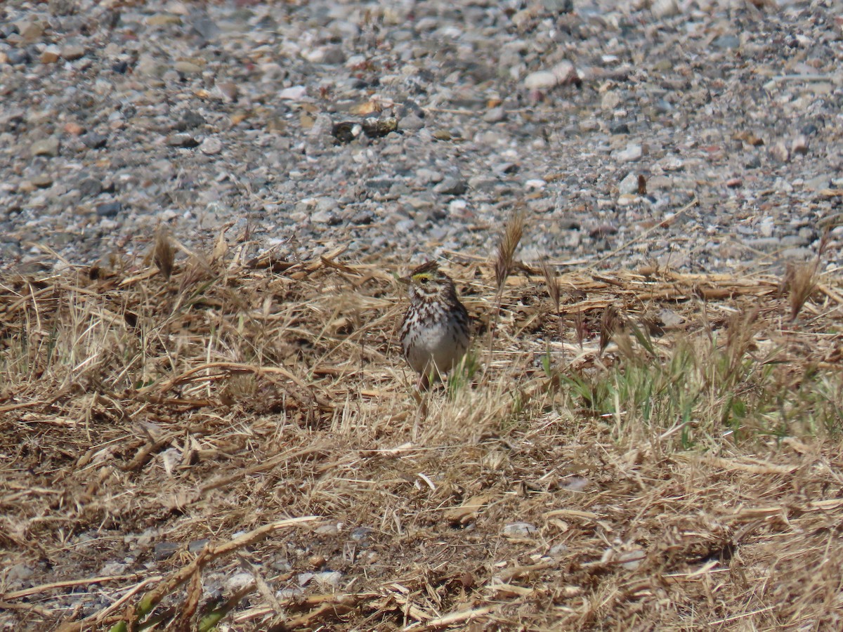 Savannah Sparrow - ML618919175