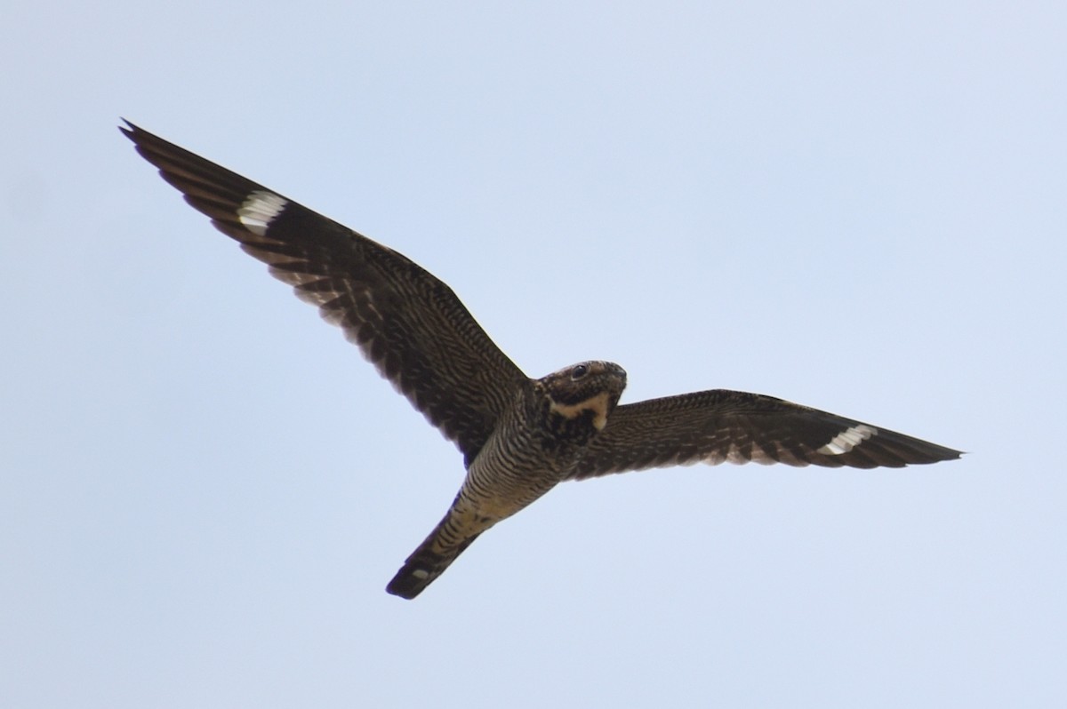 Common Nighthawk - Claire H