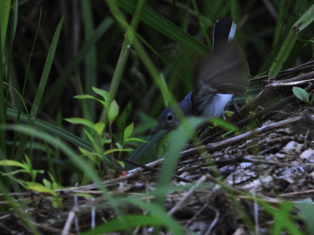 Blue-gray Gnatcatcher (caerulea) - Timothy Campbell