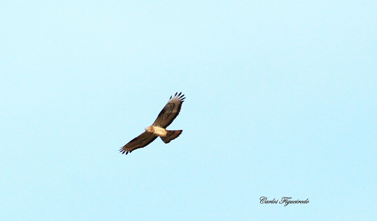 European Honey-buzzard - ML618919191