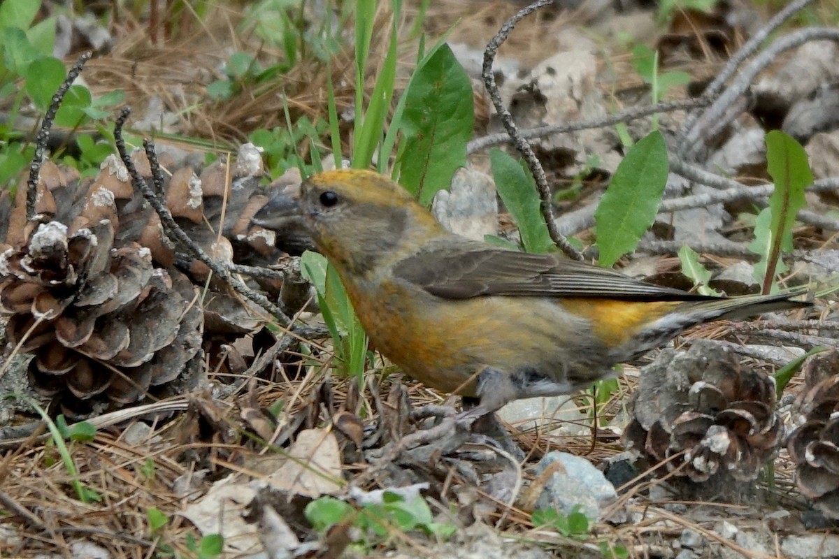 Red Crossbill (Douglas-fir or type 4) - ML618919194