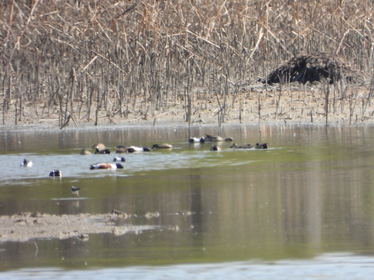 Northern Shoveler - Justin Horton