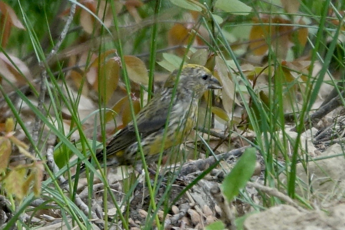 Red Crossbill (Douglas-fir or type 4) - Elaine Marie