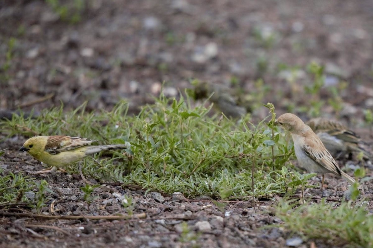 Sudan Golden Sparrow - ML618919221