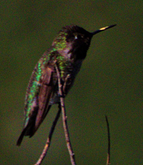 Anna's Hummingbird - Andrew Melnick