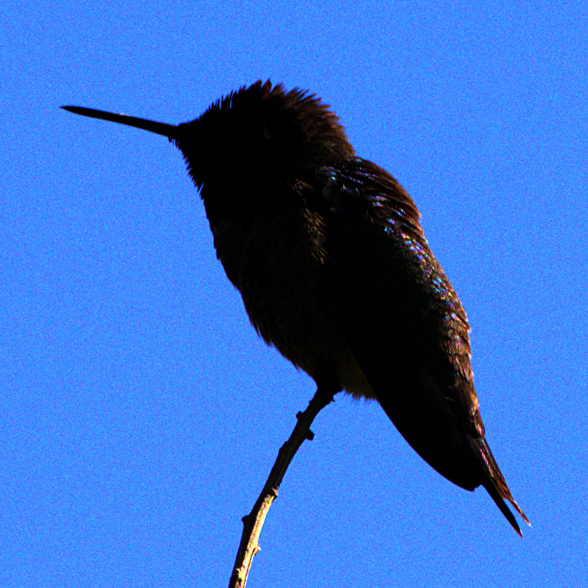 Anna's Hummingbird - Andrew Melnick