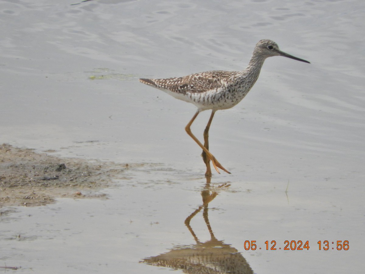 Greater Yellowlegs - ML618919242