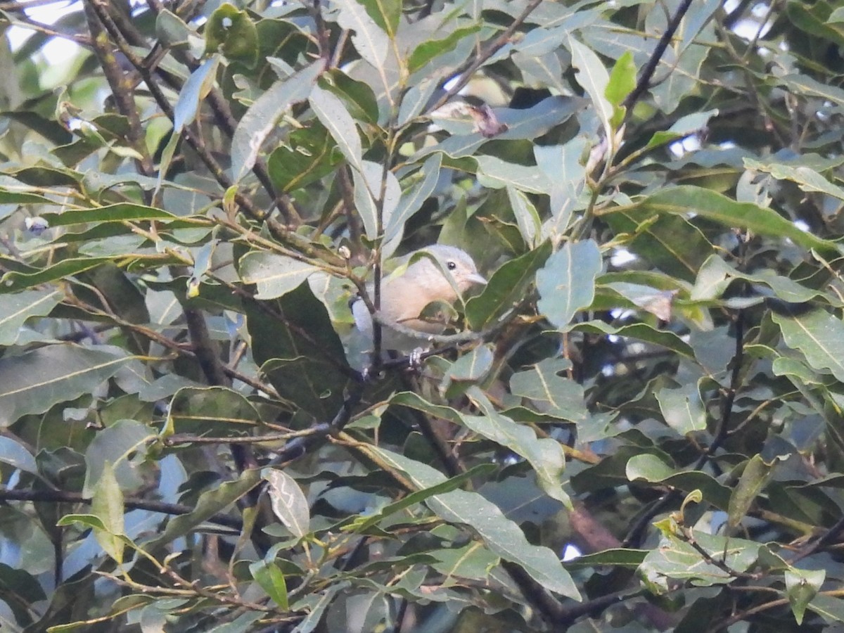 Chestnut-vented Conebill - Leandro Corrêa