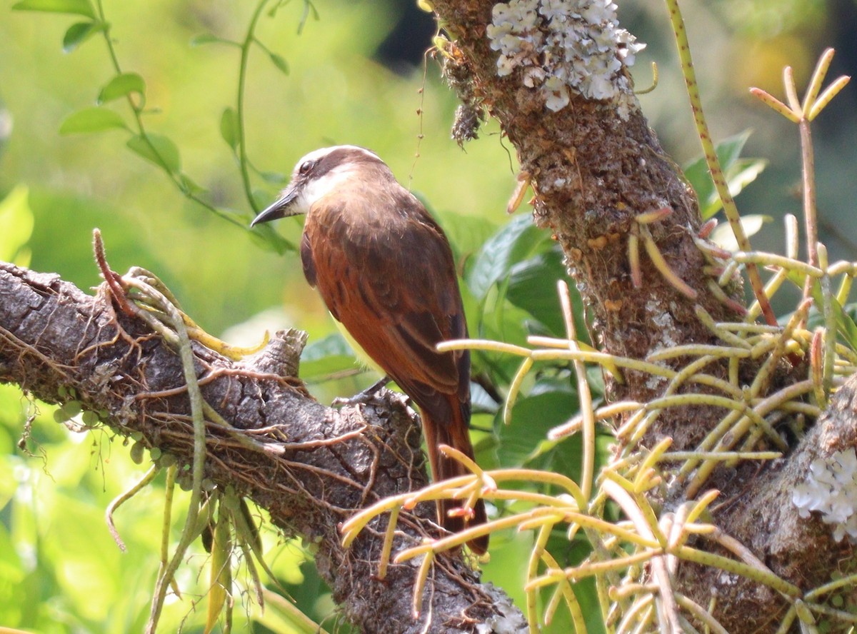 Clay-colored Thrush - ML618919263