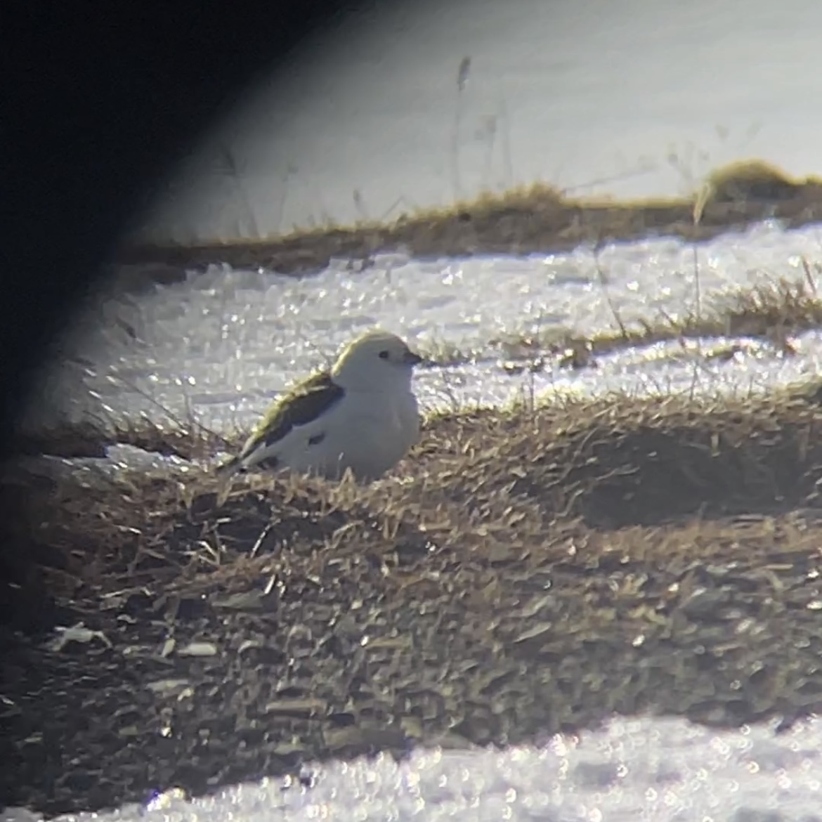 sněhule severní - ML618919267