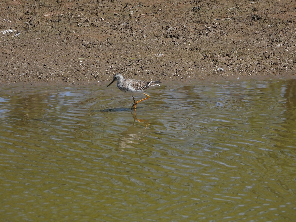 Greater Yellowlegs - ML618919308