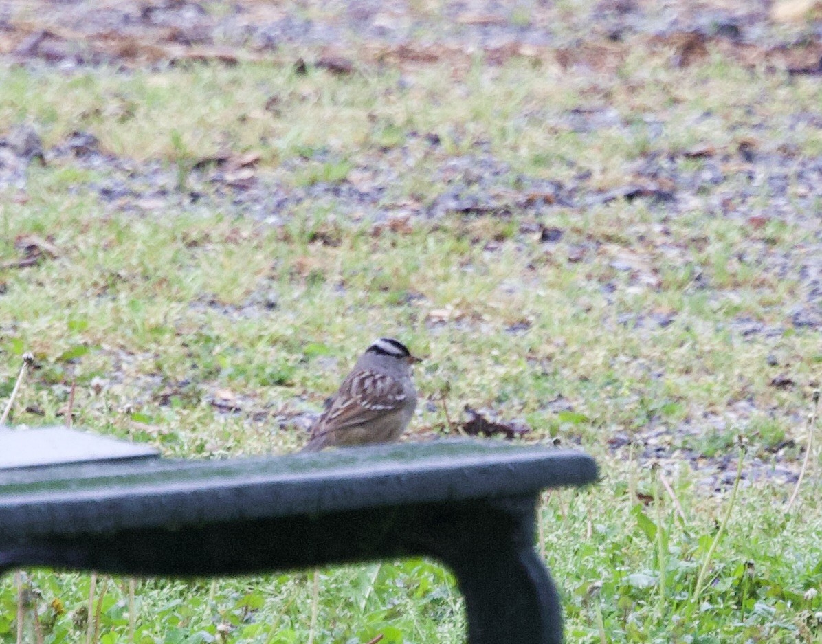 White-crowned Sparrow - ML618919316