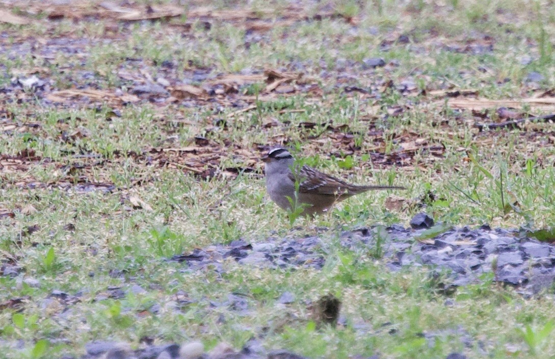 White-crowned Sparrow - ML618919317