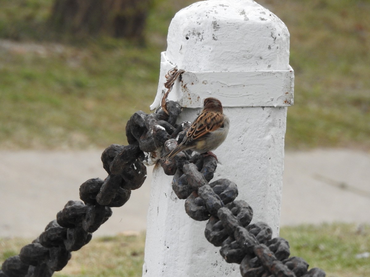 House Sparrow - Carlos Galvan